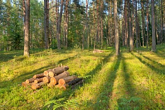 Правила поведения на природе летом